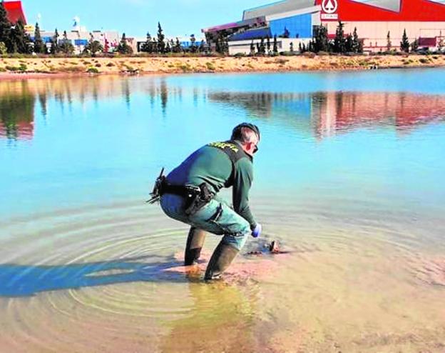 Los delitos contra el medio ambiente, terceros en el 'ranking'