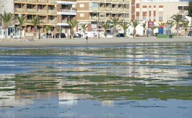 Greenpeace se persona en la investigación del Mar Menor para darle eco internacional