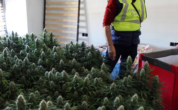 Zonas de pedanías se convierten en inhabitables por el cultivo de 'maría'