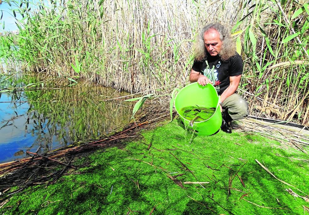 Con pies de plomo para salvar la anguila