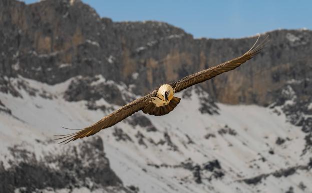 Nace el primer quebrantahuesos en Picos de Europa en casi setenta años