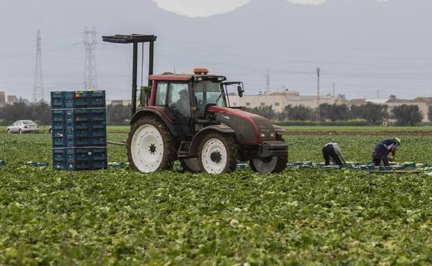 Los regantes esperan el máximo trasvase para producir más alimentos