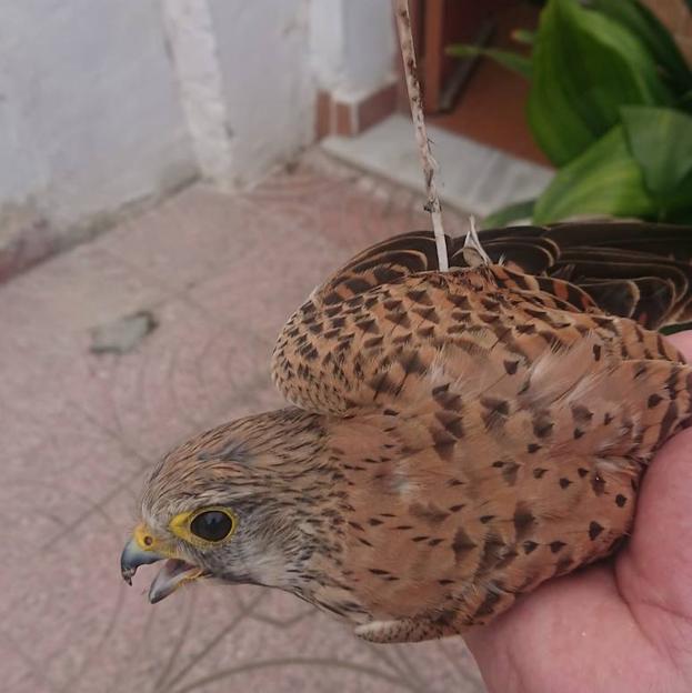 Encuentran atravesado con una flecha casera a un cernícalo en Sangonera la Verde