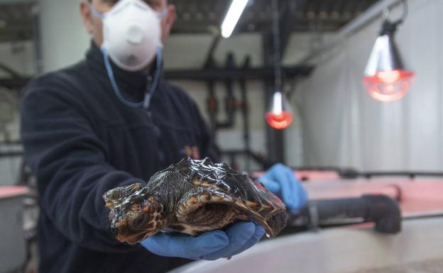 Las tortugas bobas de Calblanque, en forma