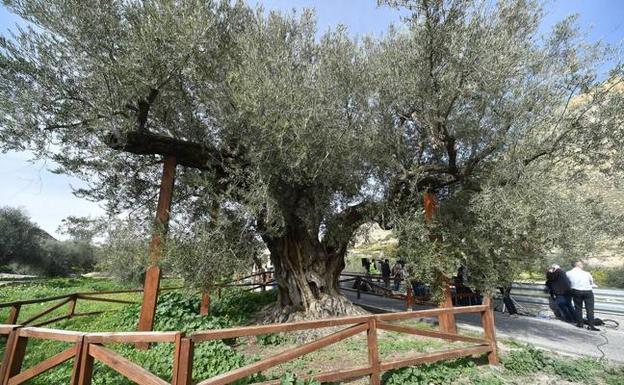 La protección de la Olivera Gorda de Ricote divide a los grupos políticos