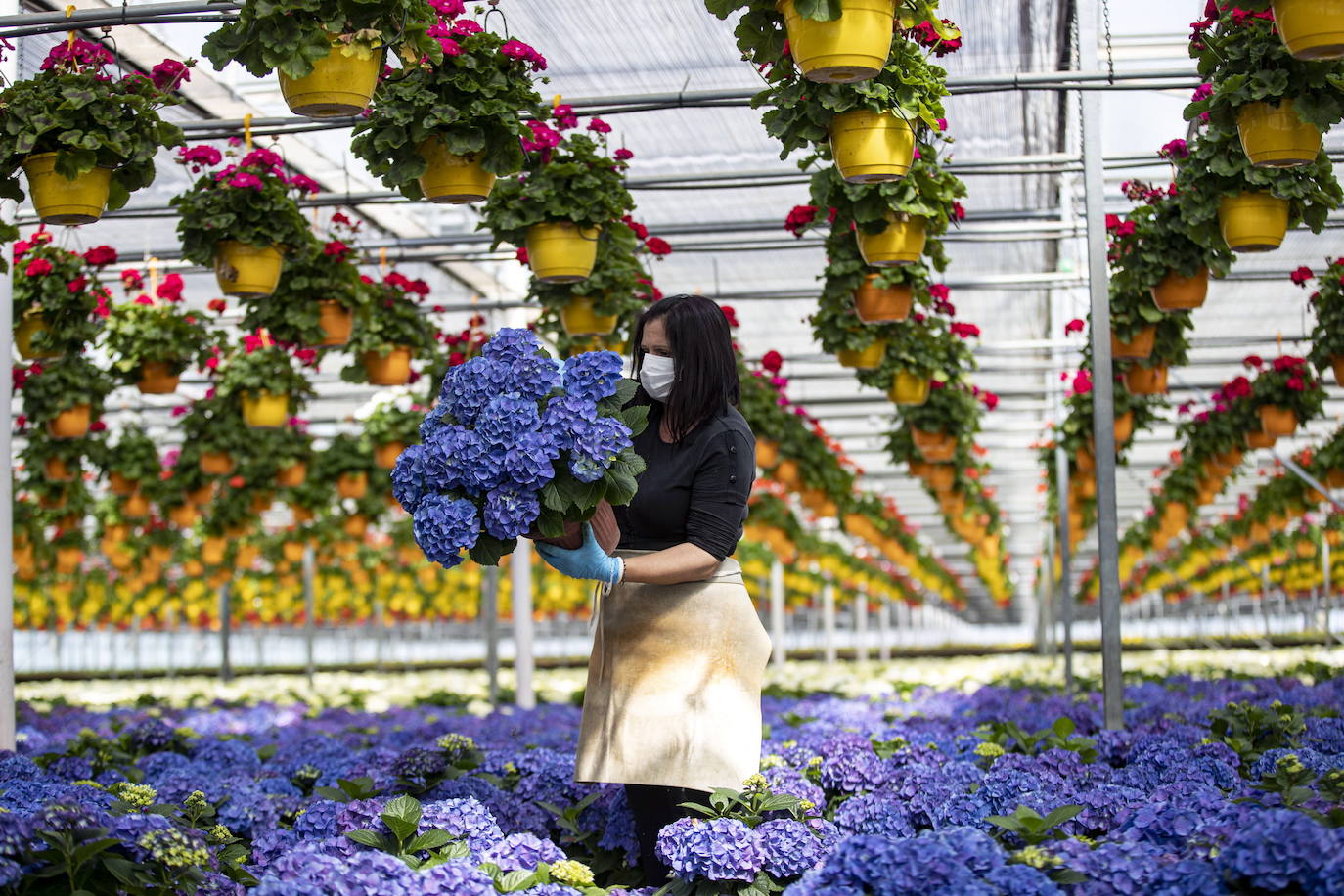 Tiempo de floración