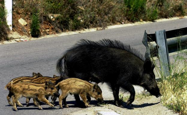 El Gobierno recomienda a las comunidades que mantengan el control sobre los jabalíes