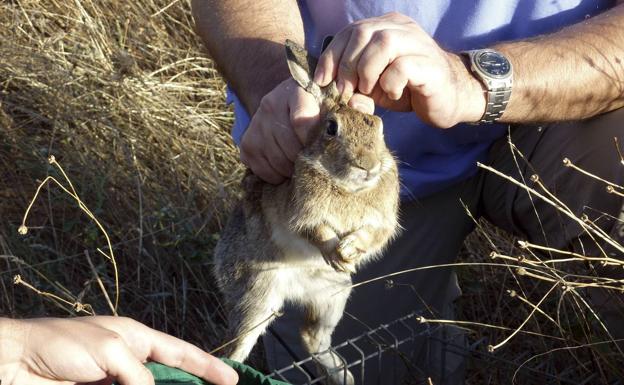 Asaja pide que se permita la caza para paliar los daños que causan los animales en los campos