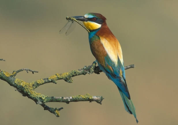 Fauna y flora de Cabo Cope