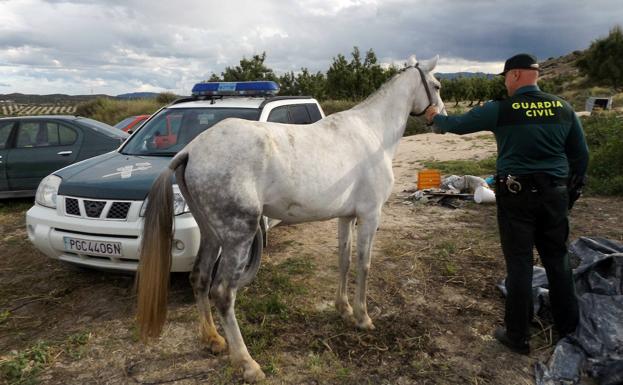 Dos detenidos en Mula por el robo de una yegua valorada en 5.000 euros