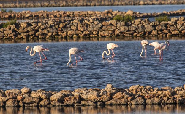 Explosión de flamencos en las Salinas de Marchamalo