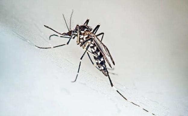 El Ayuntamiento intensifica la lucha contra el mosquito tigre en las pedanías y la huerta de Murcia