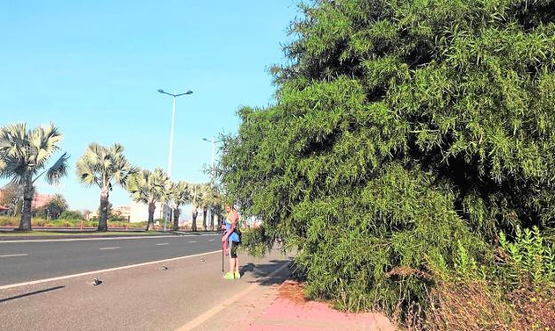 Poda intensiva para limpiar de maleza calles y carriles ciclistas