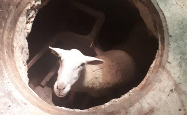 Rescatan un borrego que había caído en un pozo en Sangonera La Seca