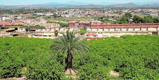 El limón atraviesa otro 'ciclo dorado' con márgenes de beneficios del 250%