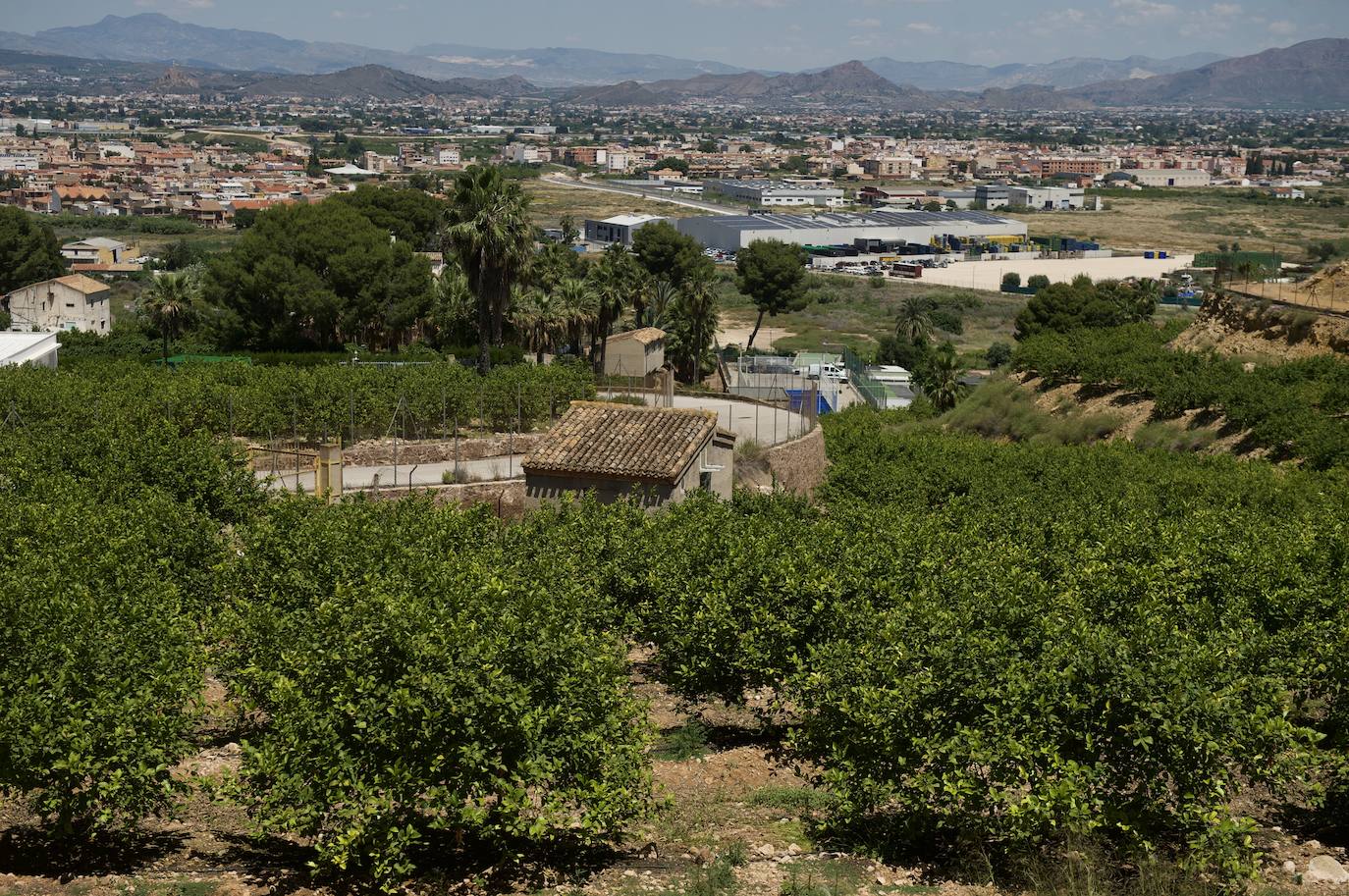 El limón atraviesa otro 'ciclo dorado'