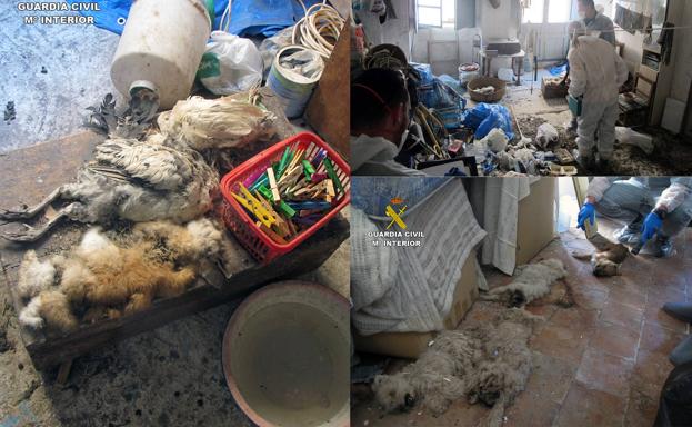 Investigan a un vecino de Moratalla que tenía a casi 100 animales en pésimas condiciones o muertos dentro de una vivienda