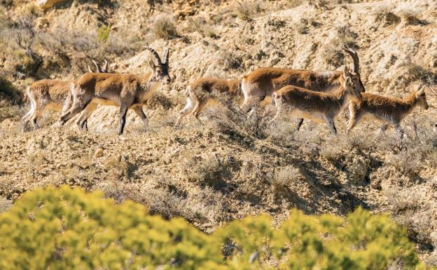 Medio Ambiente apuesta por la educación ambiental en El Bebedor y descarta la caza