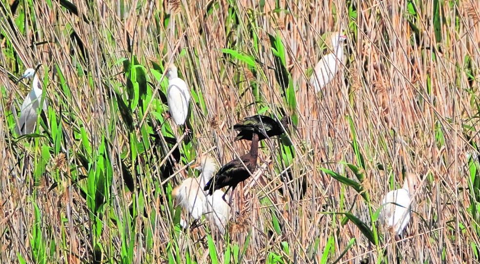 El ave de los jeroglíficos anida en la Región