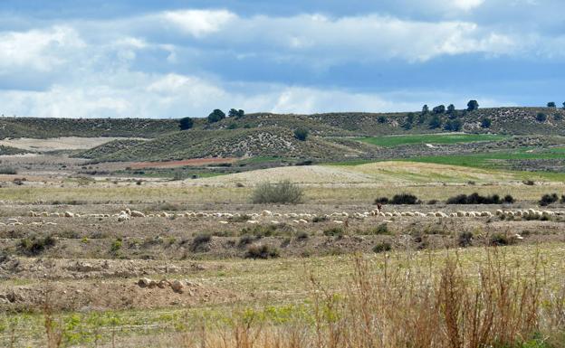Un informe negativo del Ministerio hace casi inviable la macroplanta solar de Zarcilla de Ramos