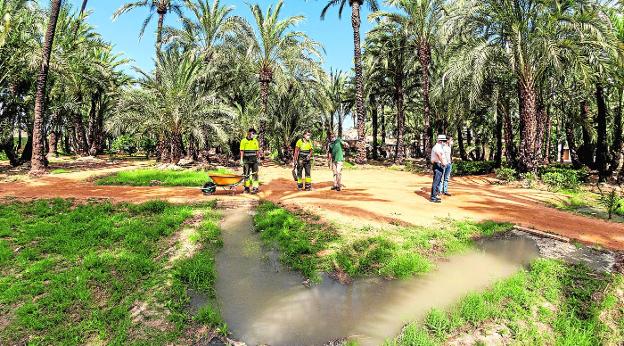 Agua a manta en el palmeral de Santiago y Zaraíche