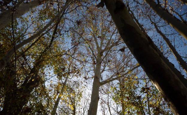 Huermur celebra la actualización del Catálogo de Árboles Monumentales de la Región