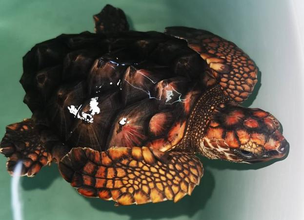 Esperando a las tortugas bobas