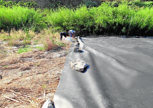 Guerra a las cañas invasoras en Murcia