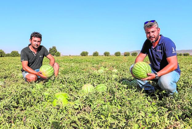 Los agricultores de Lorca organizan patrullas nocturnas contra los robos de sandías en sus fincas