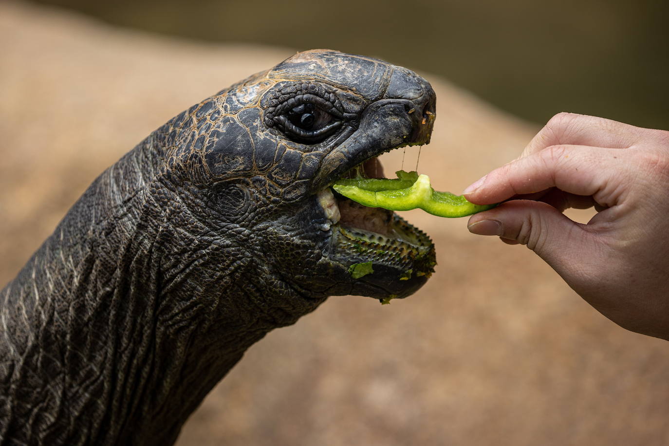 Sai Mui vuelve a recibir