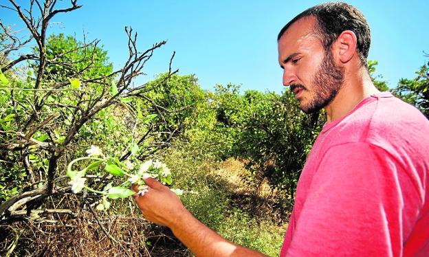 Preocupación en la huerta de Murcia por el avance de una enredadera invasora que asfixia los cítricos
