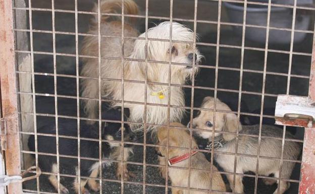 La perrera municipal de Cieza dispondrá de más espacio para acoger animales