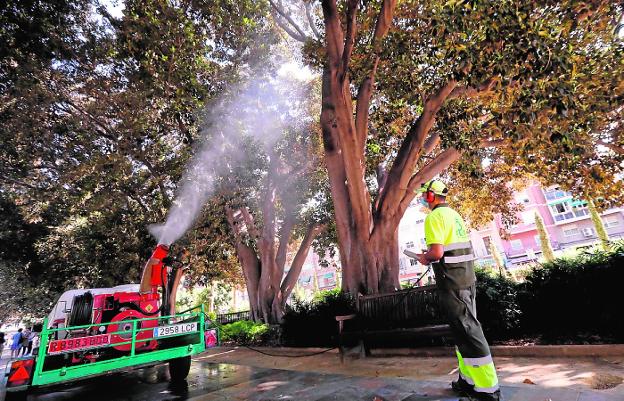 'Duchas' a los ficus de Murcia para evitar la caída de ramas por el calor