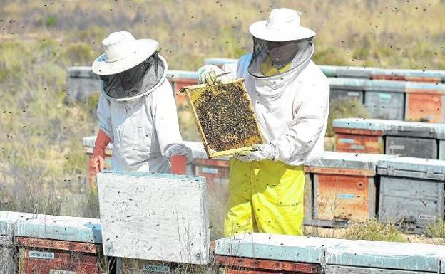 La Comunidad destina 434.000 euros en ayudas al sector apícola