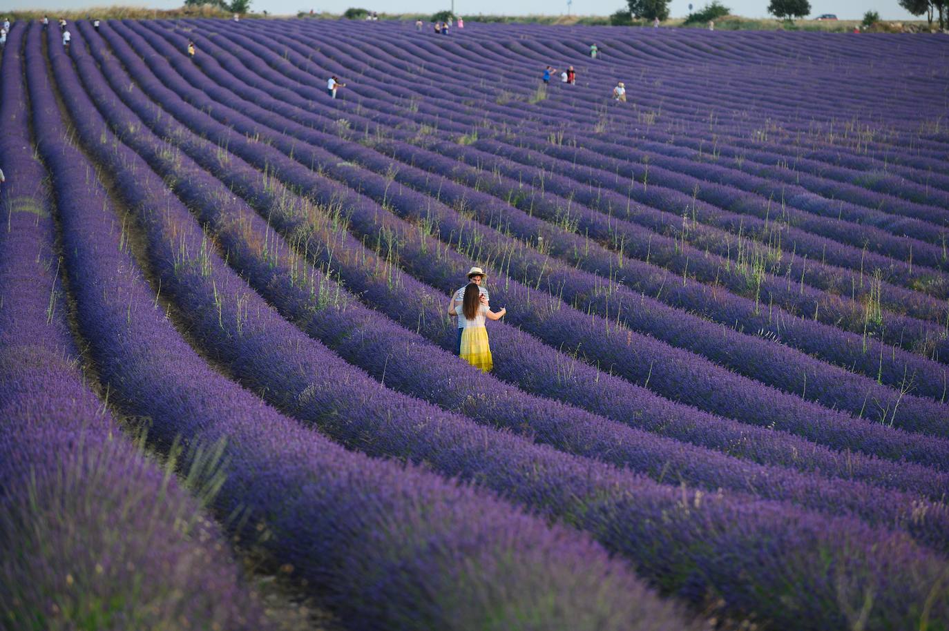 El campo se pone morado