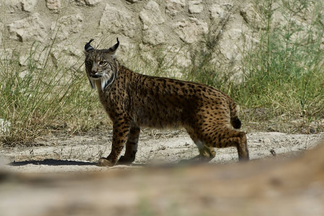 'Brisa' y 'Magreb' ya viven en Terra Natura