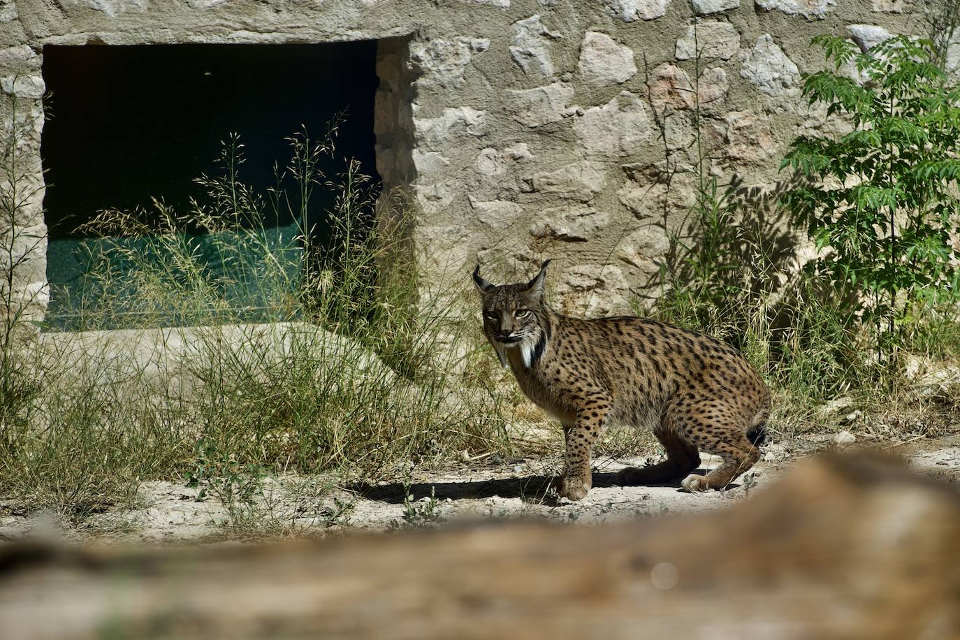 Los nuevos linces ibéricos de Terra Natura
