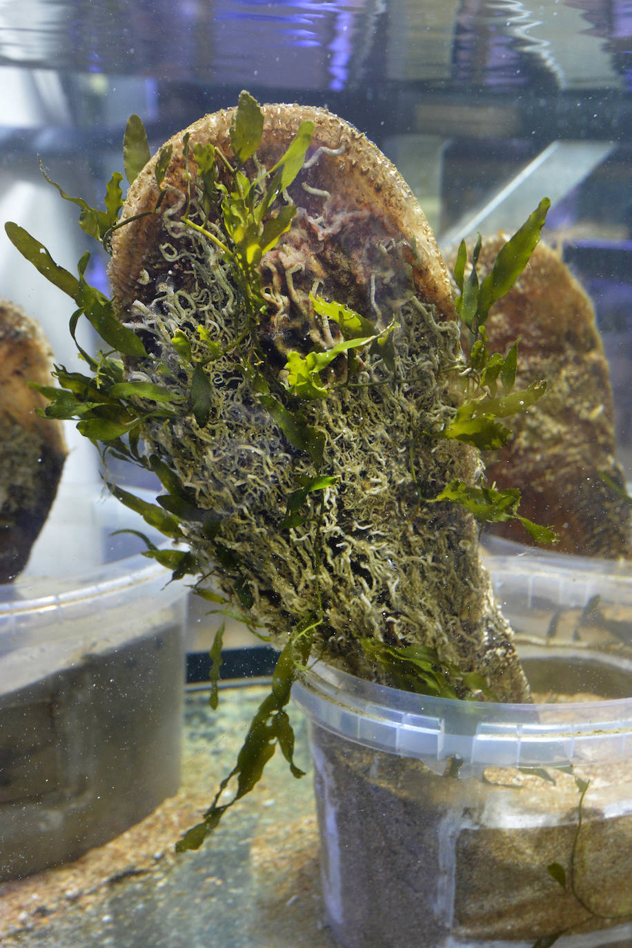 Las nacras respiran tierra adentro