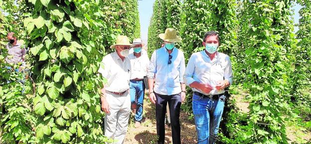 Arranca la producción de lúpulo a gran escala en la Comarca del Noroeste