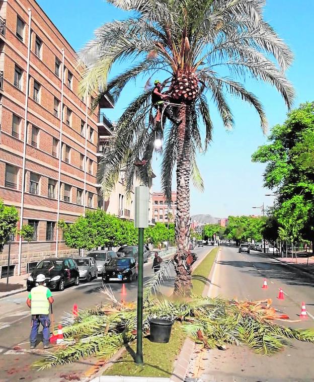 El Consistorio de Murcia poda más de 15.000 palmeras en el término municipal