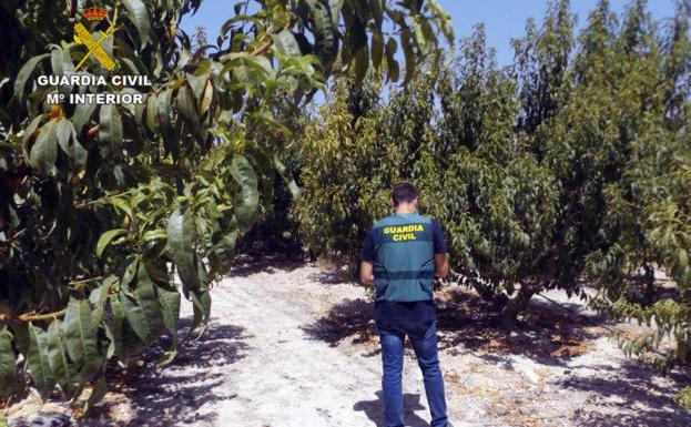 Tres detenidos en Orihuela por estafar 120.000 euros a agricultores murcianos