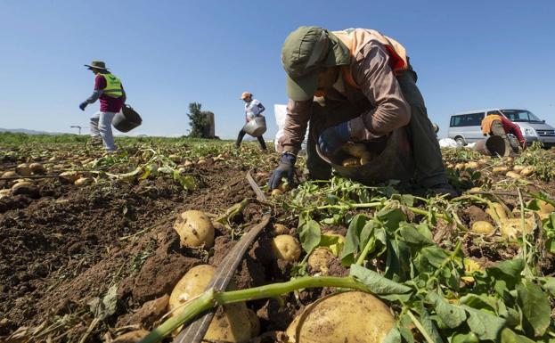 La Comunidad publica una guía para evitar contagios entre los trabajadores del campo