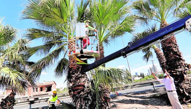 Podan 450 palmeras en siete kilómetros desde Ronda Sur a Espinardo