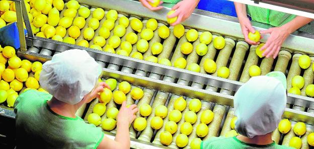 Los acuerdos de Reino Unido con otros países alertan al sector hortofrutícola de la Región de Murcia