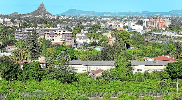 Las plantaciones de cítricos absorben 336.437 toneladas de CO2 al año en Murcia