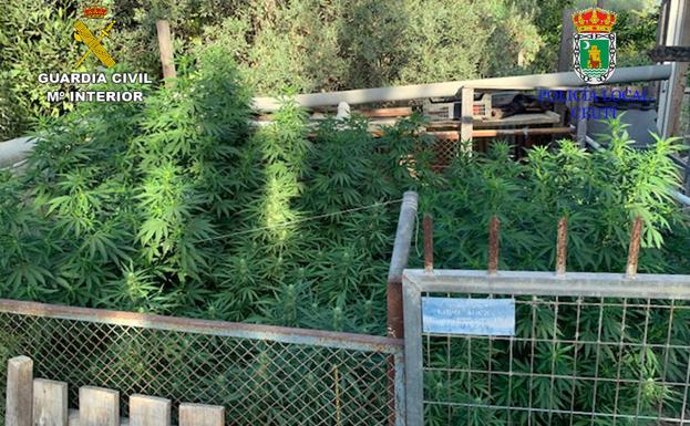 Desmantelan una plantación de marihuana con medio centenar de plantas en Ceutí