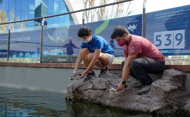 Días de entrenamiento para las tortugas bobas