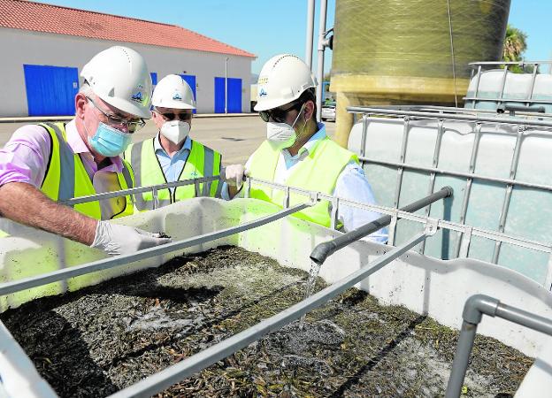 Mosa Trajectum utiliza astillas de madera para mejorar el agua depurada en Murcia