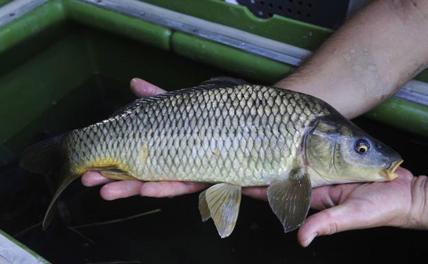 Los tribunales recortan a la Federación de Pesca la captura de especies invasoras