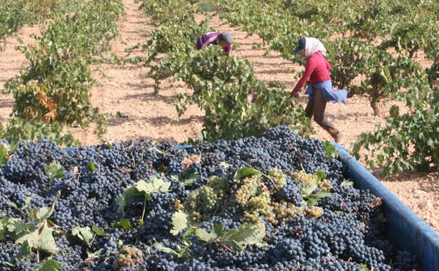 Unas 10.000 familias podrían abandonar la viticultura por «los precios ruinosos»